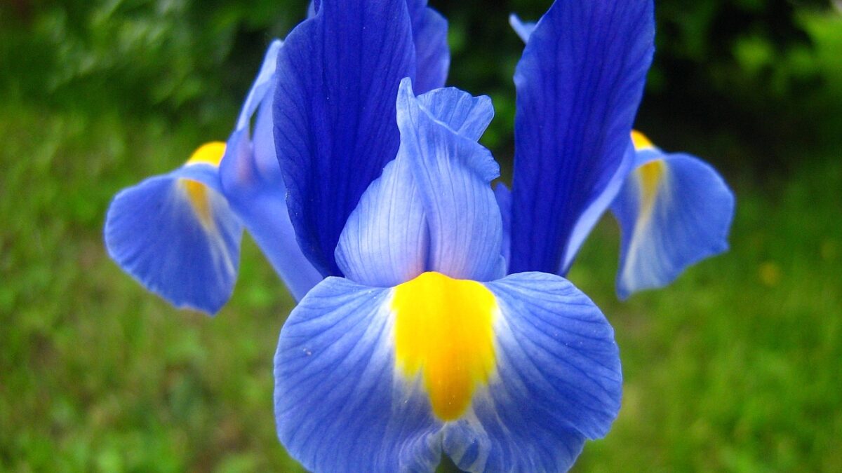 27. svibnja – Dan plavog irisa